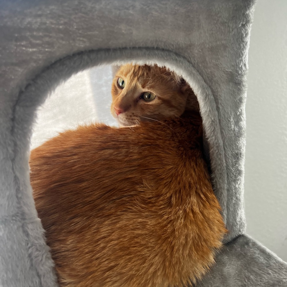 Meet your Posher, Tricia